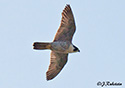Falco  peregrinus